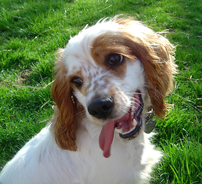 Carly with her tongue hanging out