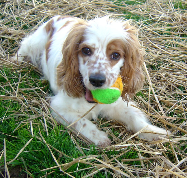 Carly laying on grass with tennis ball