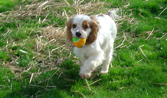 Carly with Tennis Ball