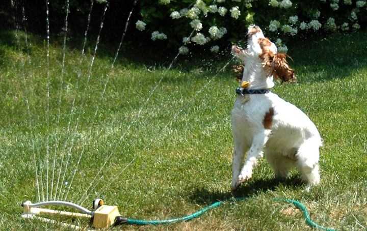 Carly play with sprinkler