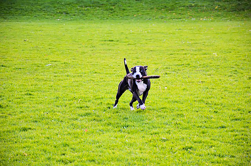 Dog running with a large stick in his mouth