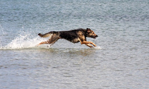 Dog running in water