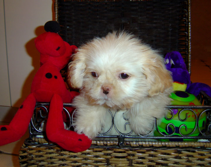 Yoshi in wicker basket with toys